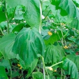 Uzroci uvenuća lišća kod krastavaca u stakleniku